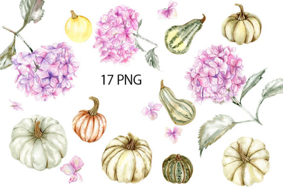 Pink Hydrangea with Pumpkins Watercolor Illustrations