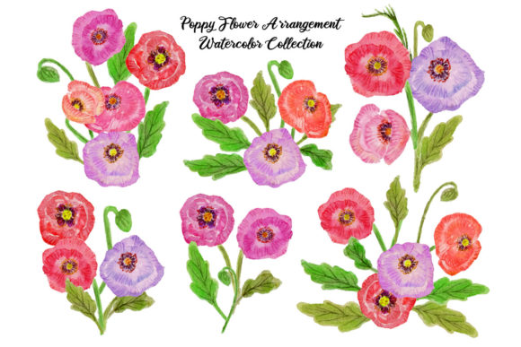 Poppy Flower Arrangement Watercolor Illustrations