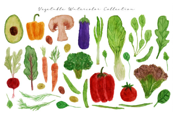 Vegetable Watercolor Collection Illustrations