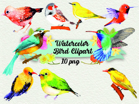 Watercolor Bird Clipart and Illustrations