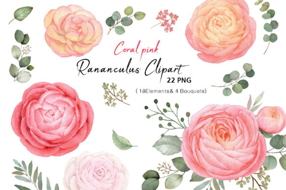 Watercolor Ranunculus Clipart and Illustrations