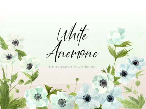 White Anemone Floral Watercolor PNG Set Illustrations